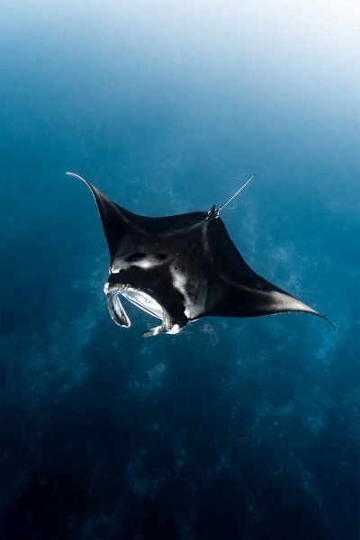 「新春マンタ」　Hinaさん