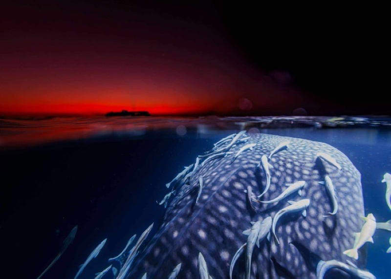 キヤノンギャラリー銀座＆大阪でフォトコン上位常連の藤川智之さんが写真展開催！