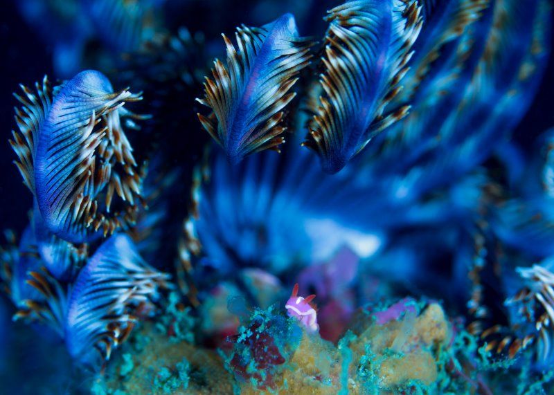 「蒼竜の宿る海」　中島一輝さん