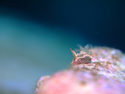 「宇宙への旅路」　Natureさん
