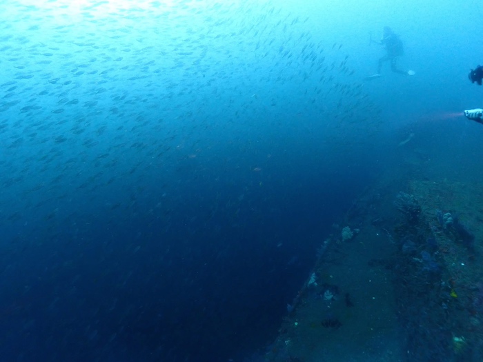 群れに囲まれるダイナミックなダイビングを楽しもう！

