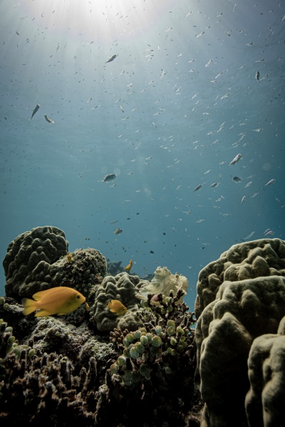 「海底うとうと日和」　三浦 陽子さん