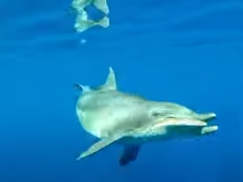 【後編】第1回「全日本学生水中フォト＆ビデオコンテスト2025」入賞作品が決定！