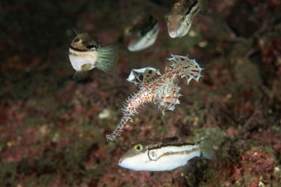 ●ネイチャー準ブランプリ
「多勢に無勢」
渡辺亨さん