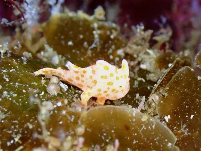 小さな小さなカエルアンコウ。かわいい♡

