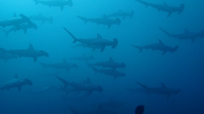 伊東で連日ハンマーヘッドシャークの群れに遭遇