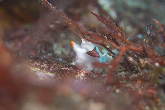 人気の生き物が続々と登場！　クマドリカエルアンコウも

