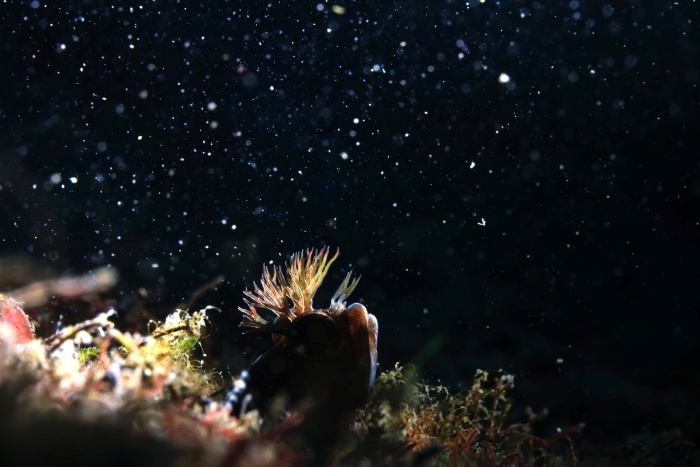 コケギンポも鍵井さんが撮るとこうなる！　
写真／鍵井靖章