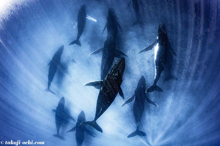 【12月20日（土）19時～】越智隆治さんらガイド陣がズームでトンガのクジラを語る！