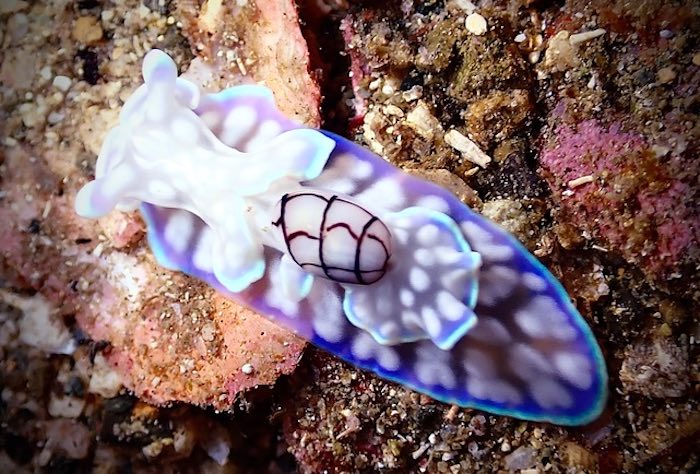 背中に貝殻を背負ったコンシボリガイも見られています

