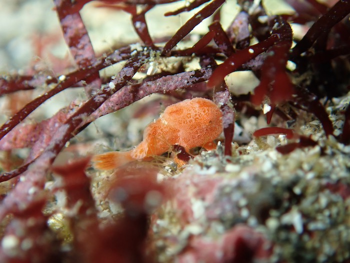 とっても小さなイロカエルアンコウyg

