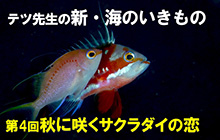 【連載】新・海のいきもの 第４回秋に咲くサクラダイの恋