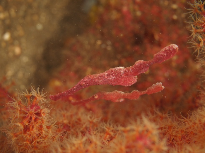 レア種、ベルベット・ゴーストパイプフィッシュが登場中！

