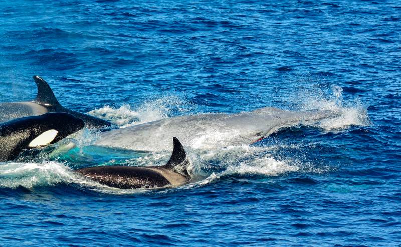 シャチに魅せられて西オーストラリアへ移住した写真家 吉田真智さんの物語