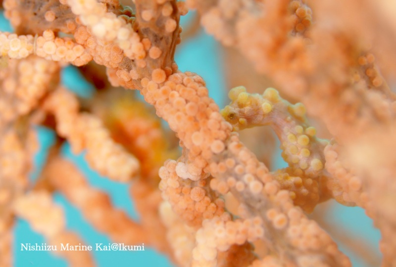 写真提供：Ikumiさん