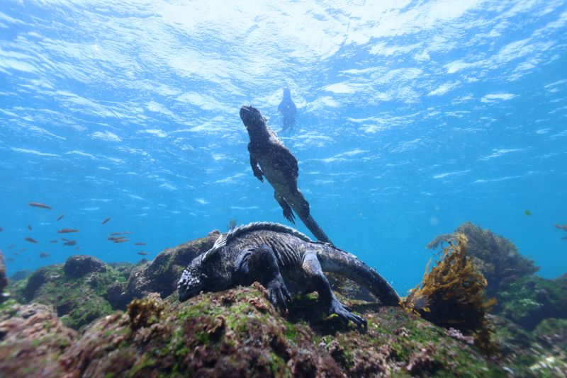 ダイバーなら一度は憧れたい海、ガラパゴス　ウミイグアナの神秘