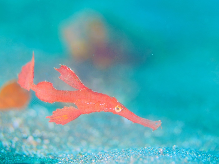 真っ赤なカミソリウオ。茶や黒の個体より映えますね〜

