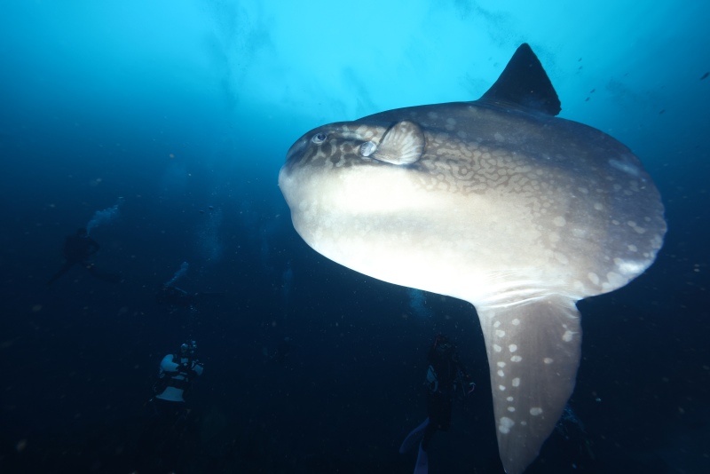 ダイバーなら一度は憧れたい海、ガラパゴス　まるでマンボウ祭！