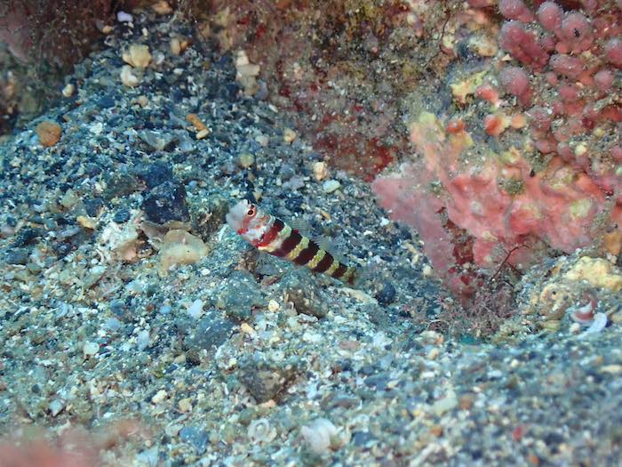 クビアカハゼも出現中！

