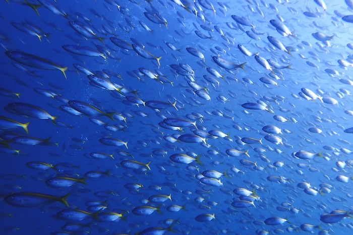 圧巻のタカベの群れ！

