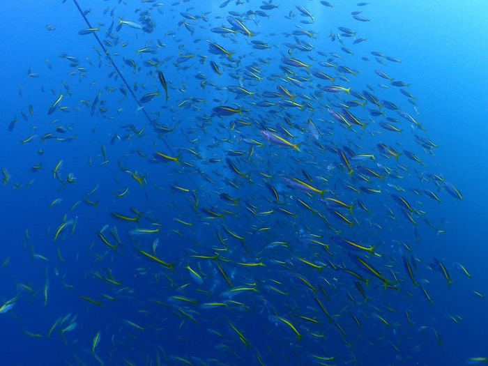 群れが絶好調！　特にタカベの群れが圧巻です

