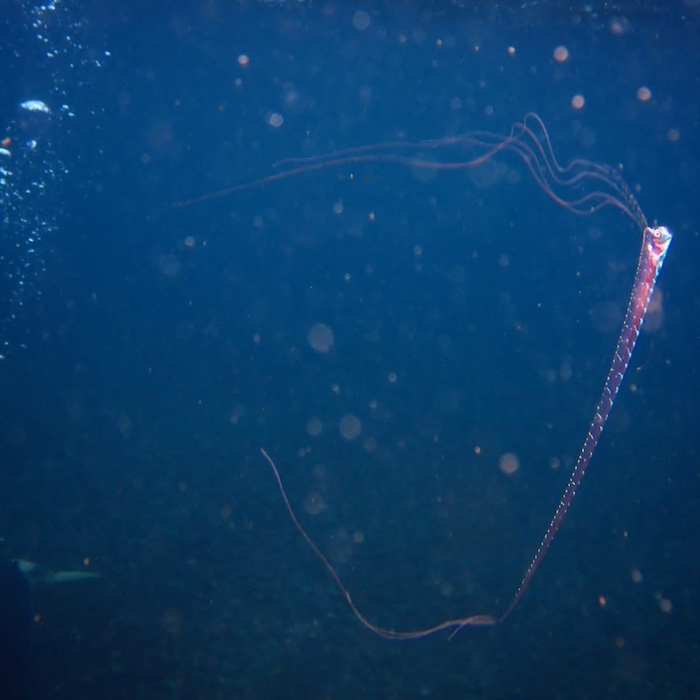 これからのシーズンは浮遊生物の登場にも期待大な大瀬崎！

