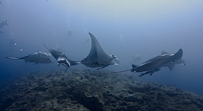 “マンタの楽園” 石垣島は冬も狙い目！
