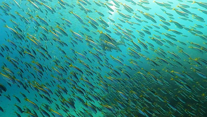 今の一番の見どころはタカベの群れ！

