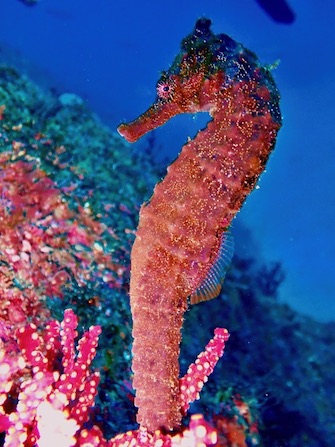 立派なオオウミウマも！

