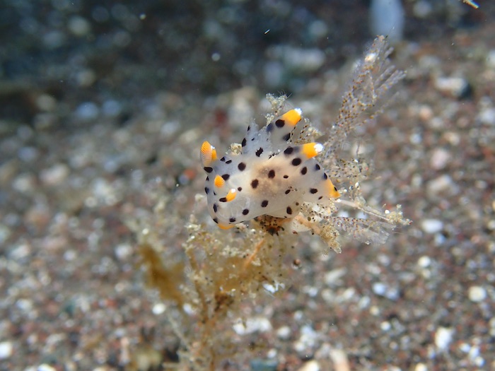 人気のウミウシ、ツノザヤウミウシも！

