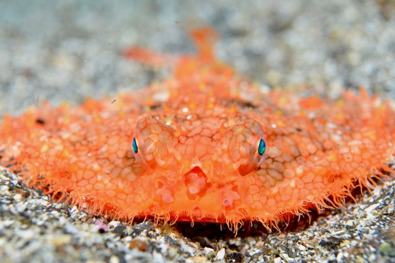 東伊豆・八幡野にアカグツ出現！