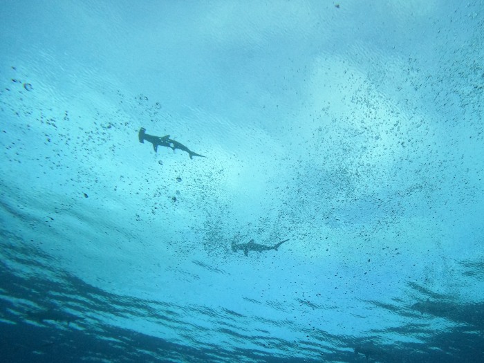 八幡野「ビーチ」スポットにハンマーヘッドの群れが出現！