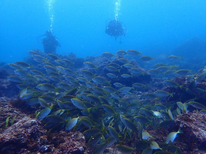 今の一番の見どころはタカベの群れ！

