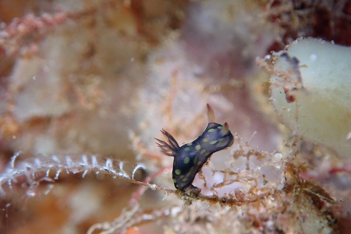 サガミリュウグウウミウシのチビっ子も♡

