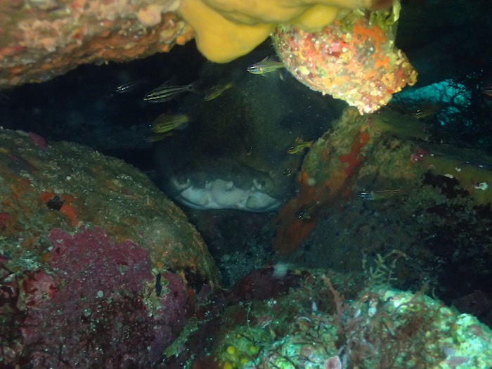 新しく確認されたネコザメの巣穴

