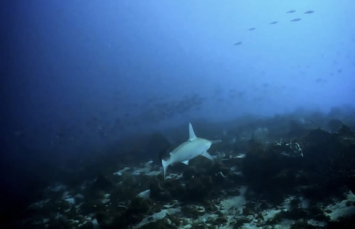 ハンマーヘッドシャーク。今週末も会えるといいな……！

