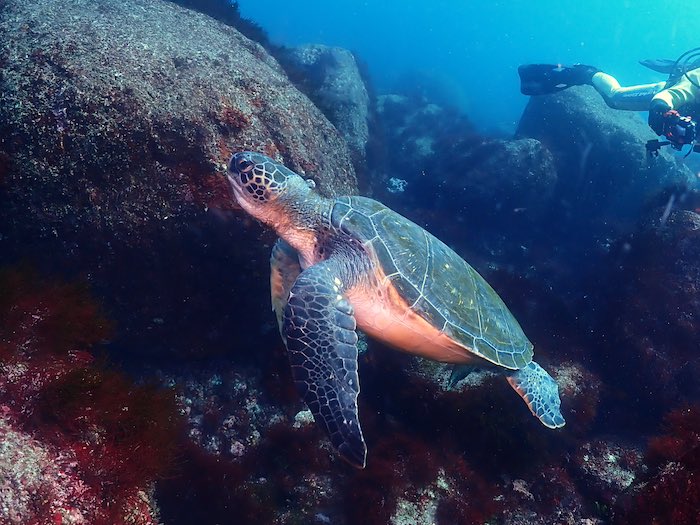 やっぱり会えると嬉しいアオウミガメ！

