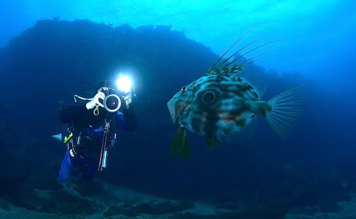 君島さん「冬場は深場から珍しい魚たちがやってきます。その代表格がマトウダイ！」

