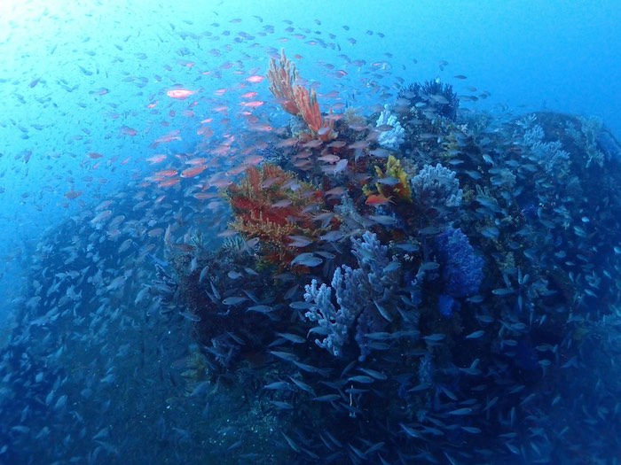 沈船と群れのコラボレーションは最高！

