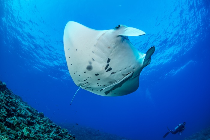 沖縄はマンタ遭遇スポットの宝庫。写真は久米島のマンタステーション
Photo by Marine Photo Library
