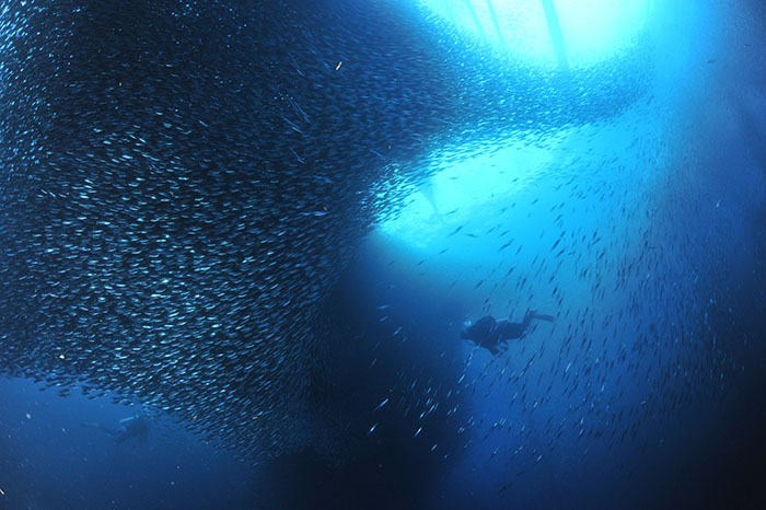 セブ島・モアルボアル名物のイワシの大群（photo by マリンフォトライブラリー）

