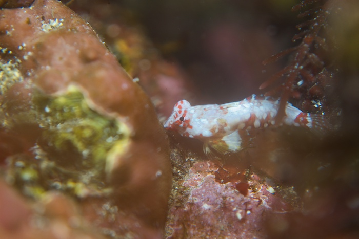 ミヤケテグリの幼魚。大きくなると体の白い部分がほとんどなくなり、ピンク色になります

