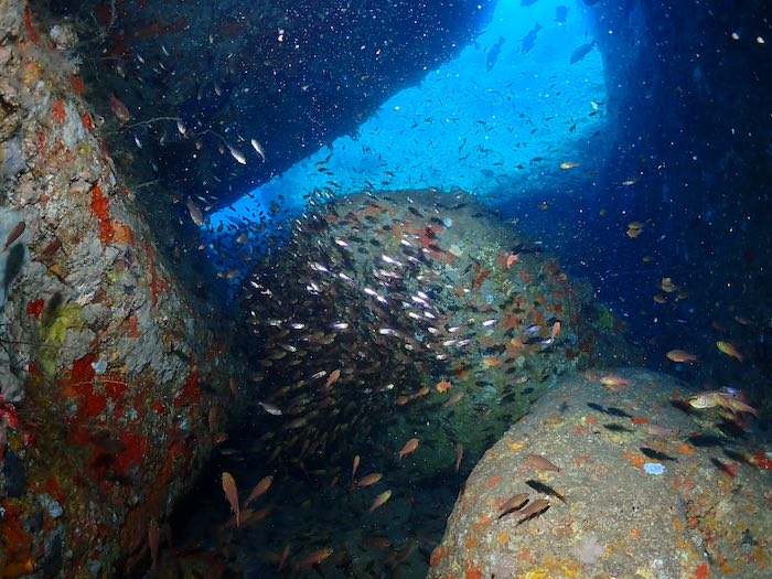 冬の澄んだ海に魚群が映えます♪

