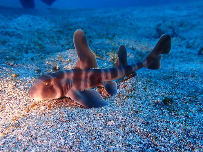 ネコザメの幼魚。いよいよ冬の海といった感じですね

