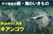 【連載】新・海のいきもの 第６回冬の人気者キアンコウ