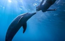 〈連載〉野生のイルカと泳ごう！第６回出会いの名場面集