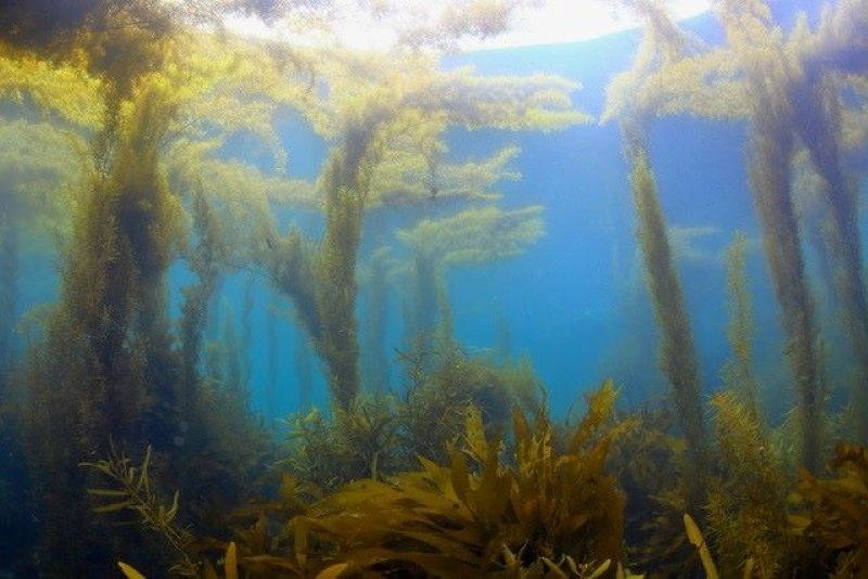 豊かだった葉山の藻場。この景色を再生させたい！

