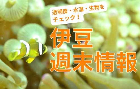 伊豆週末情報〜富戸、IOP、大瀬崎、川奈〜