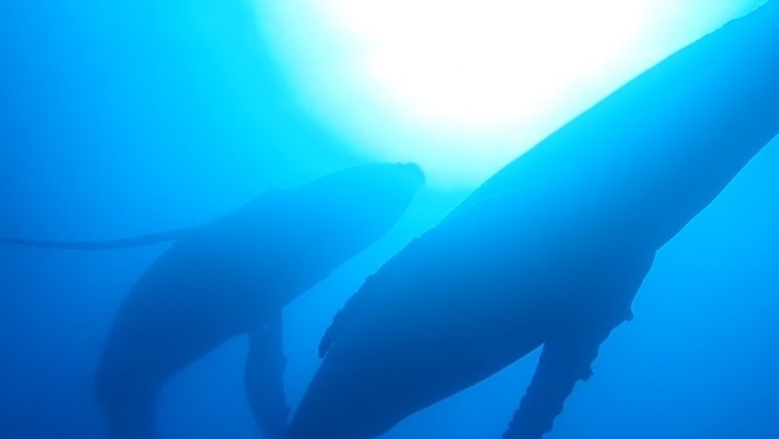 写真提供／仲谷順五 （アルケロンダイビングクラブ）

