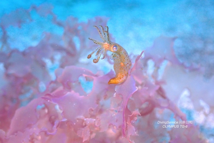 世界で一番小さなイカ、ヒメイカ

